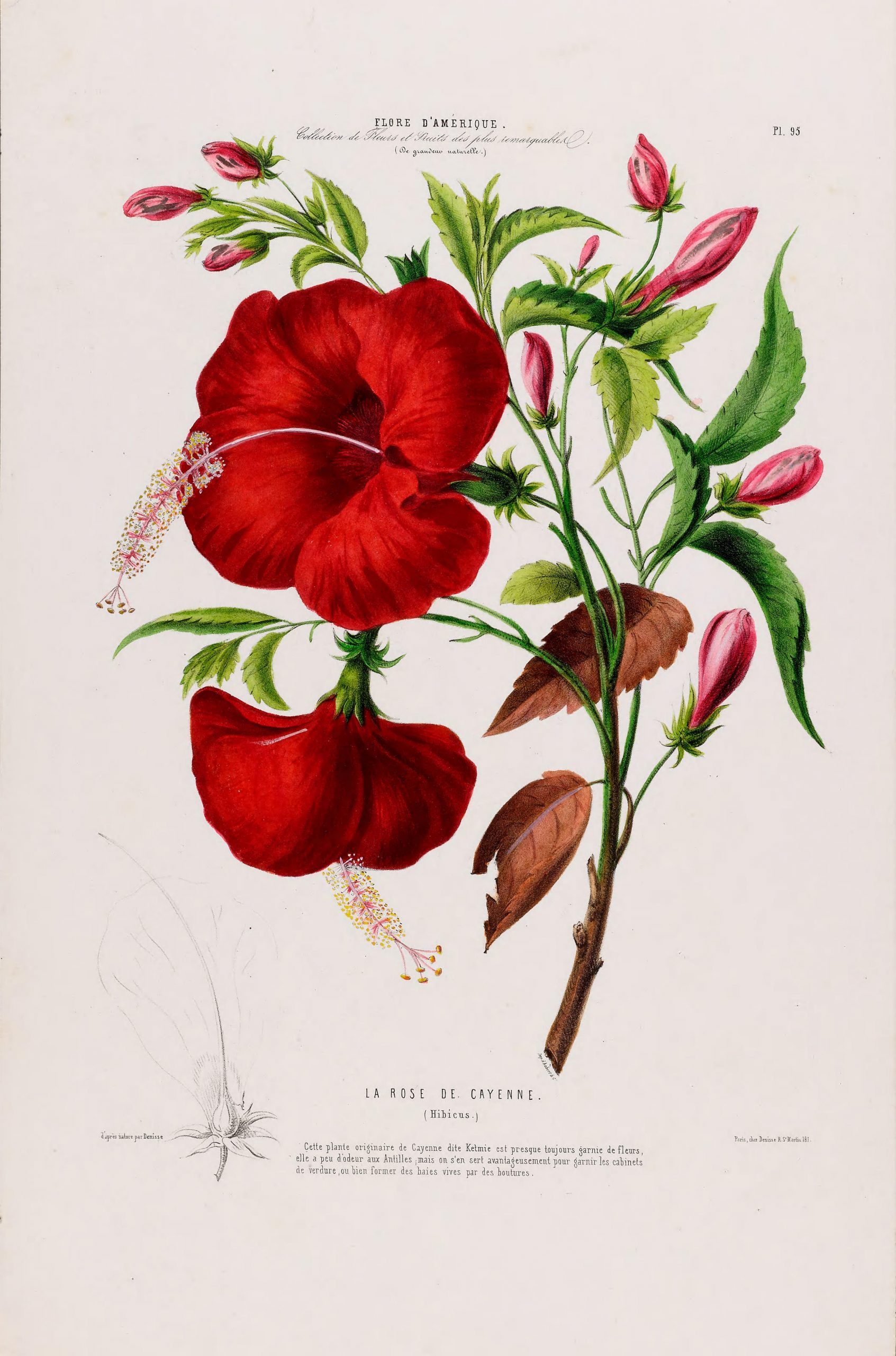 FDA - La Rose de CAYENNE