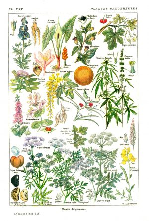 Plantas Peligrosas