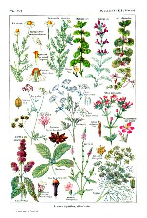 Plantas Digestivas
