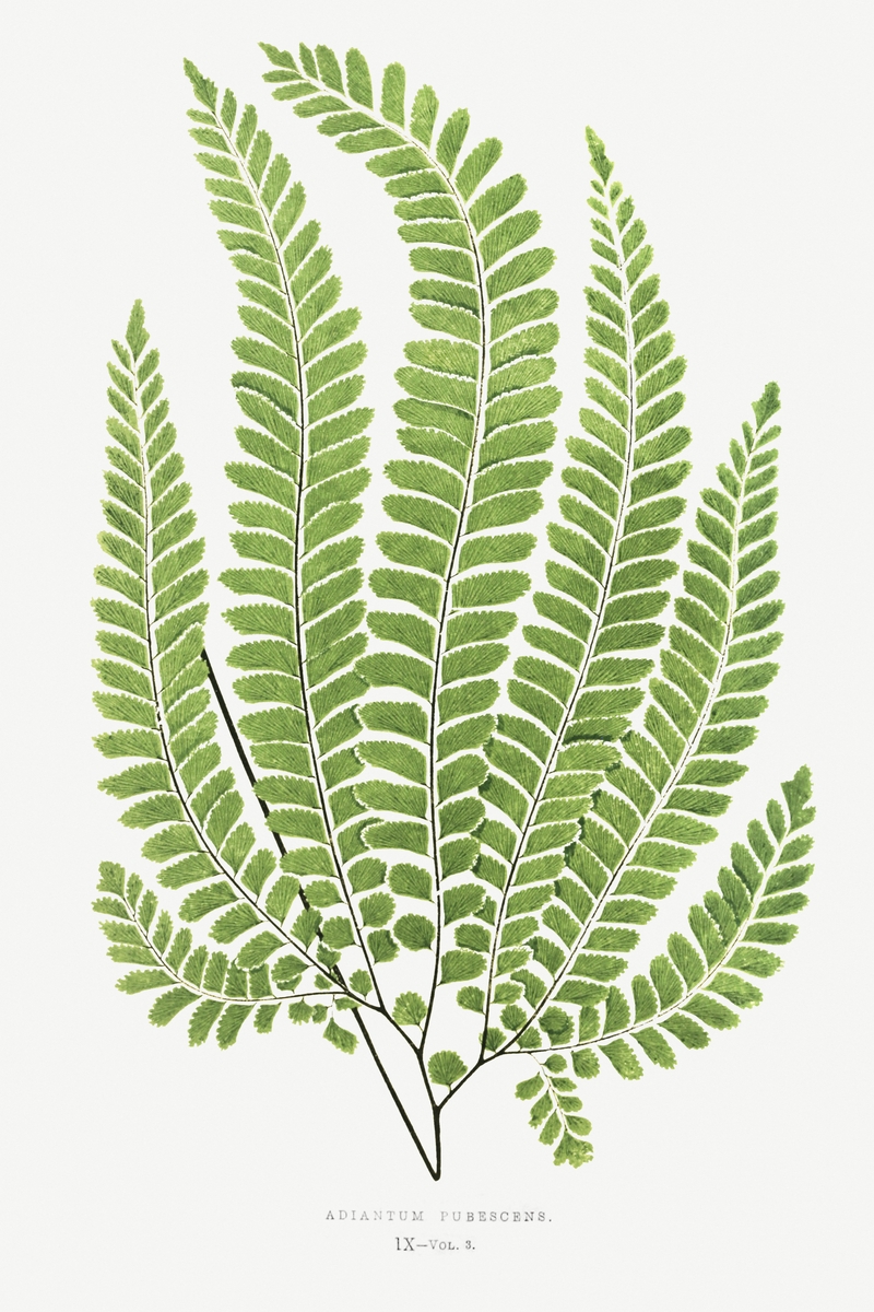 Ferns II