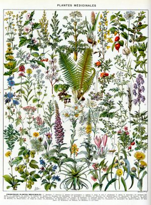Plantas Medicinales A