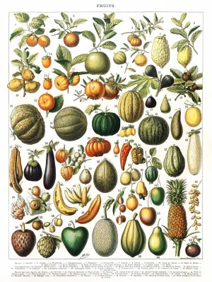 Fruits