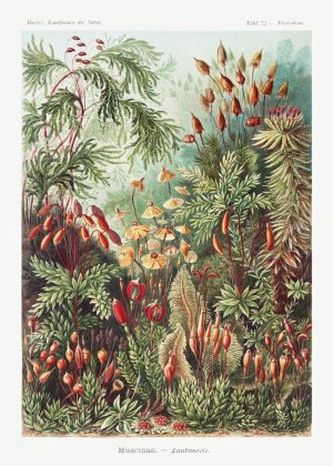 Naturaleza by Haeckel