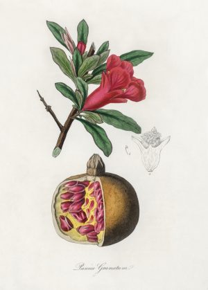 Granada
