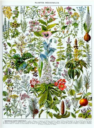 Plantas Medicinales B